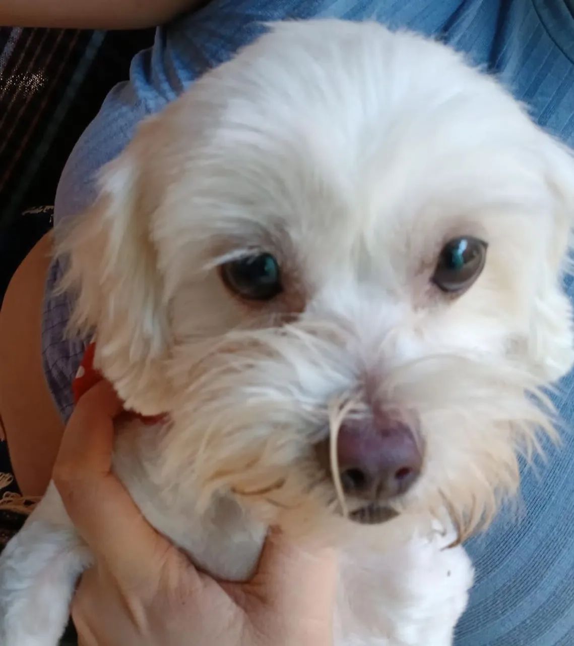 Tenho um cachorro para doar 