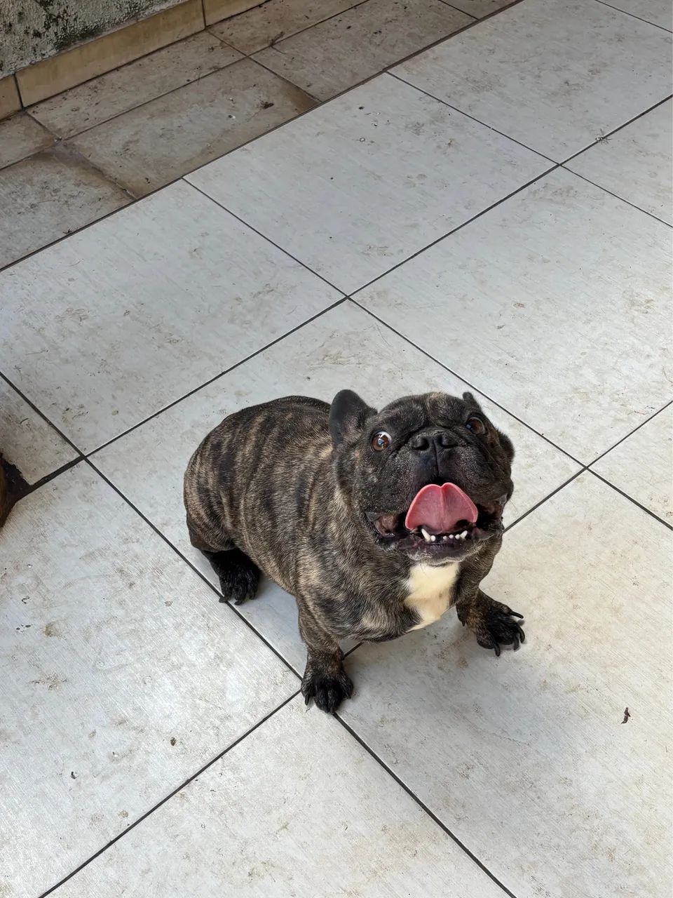 Buldogue francês 