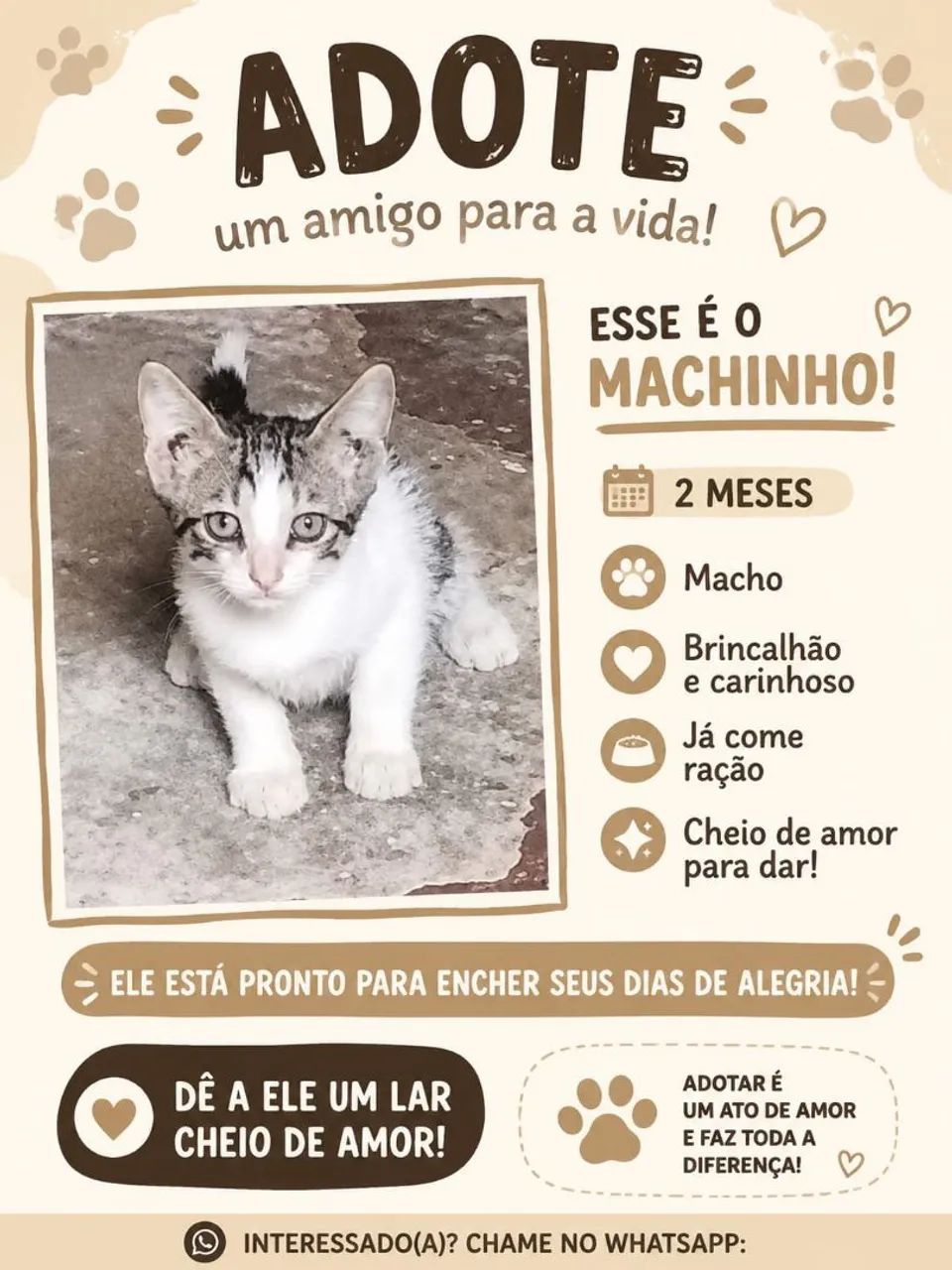 GATINHO ADOÇÃO RESPONSAVEL