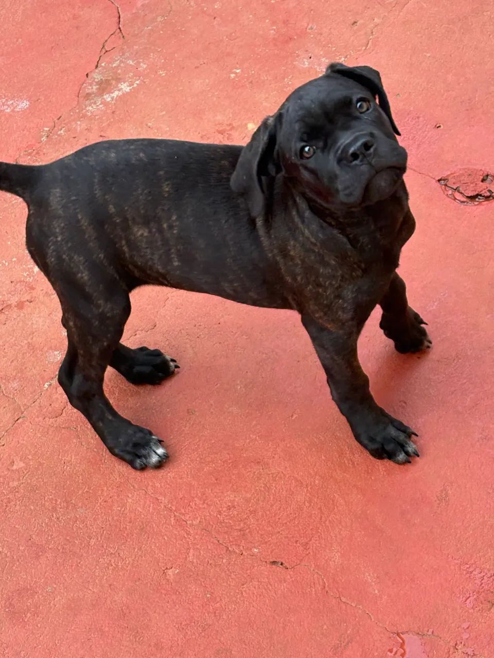 Filhote de Cane Corso - Foto 2