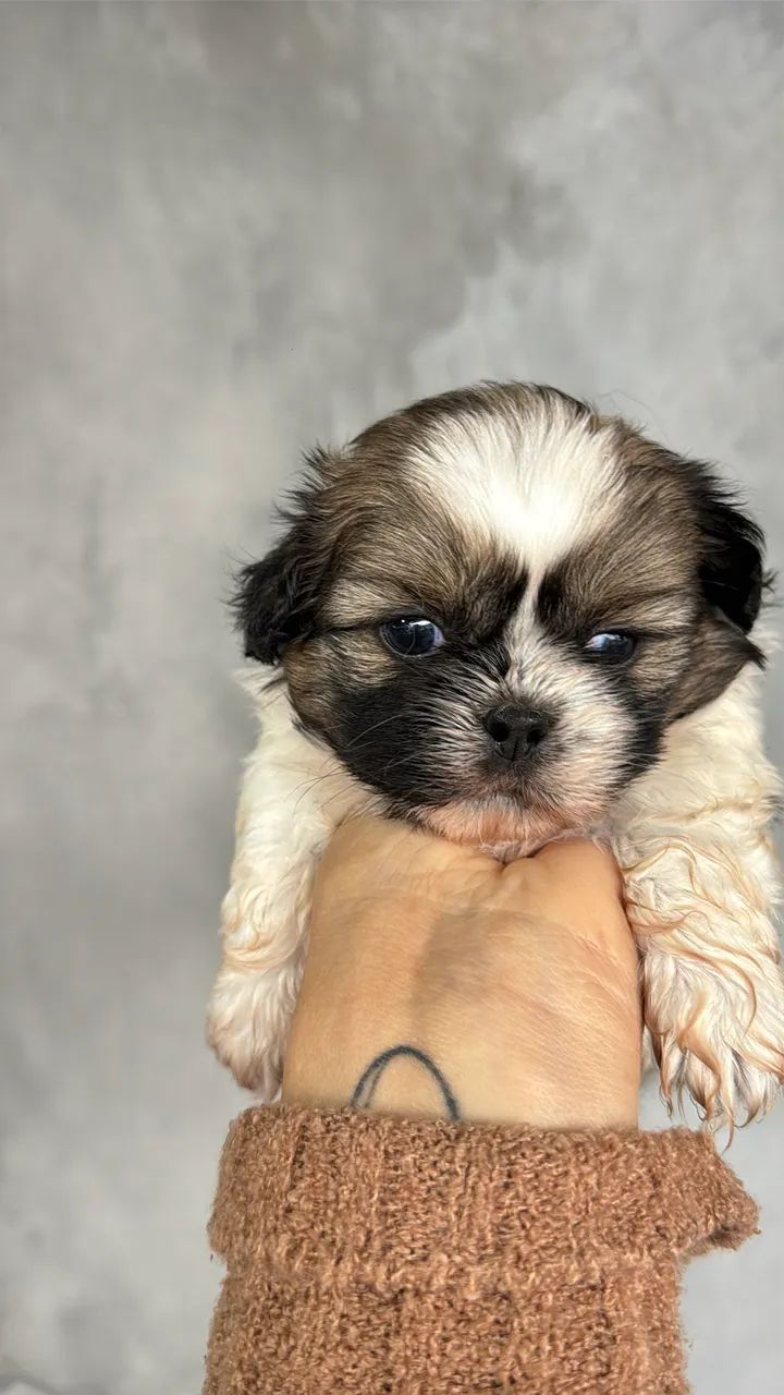 Shihtzus bebês  - Foto 4