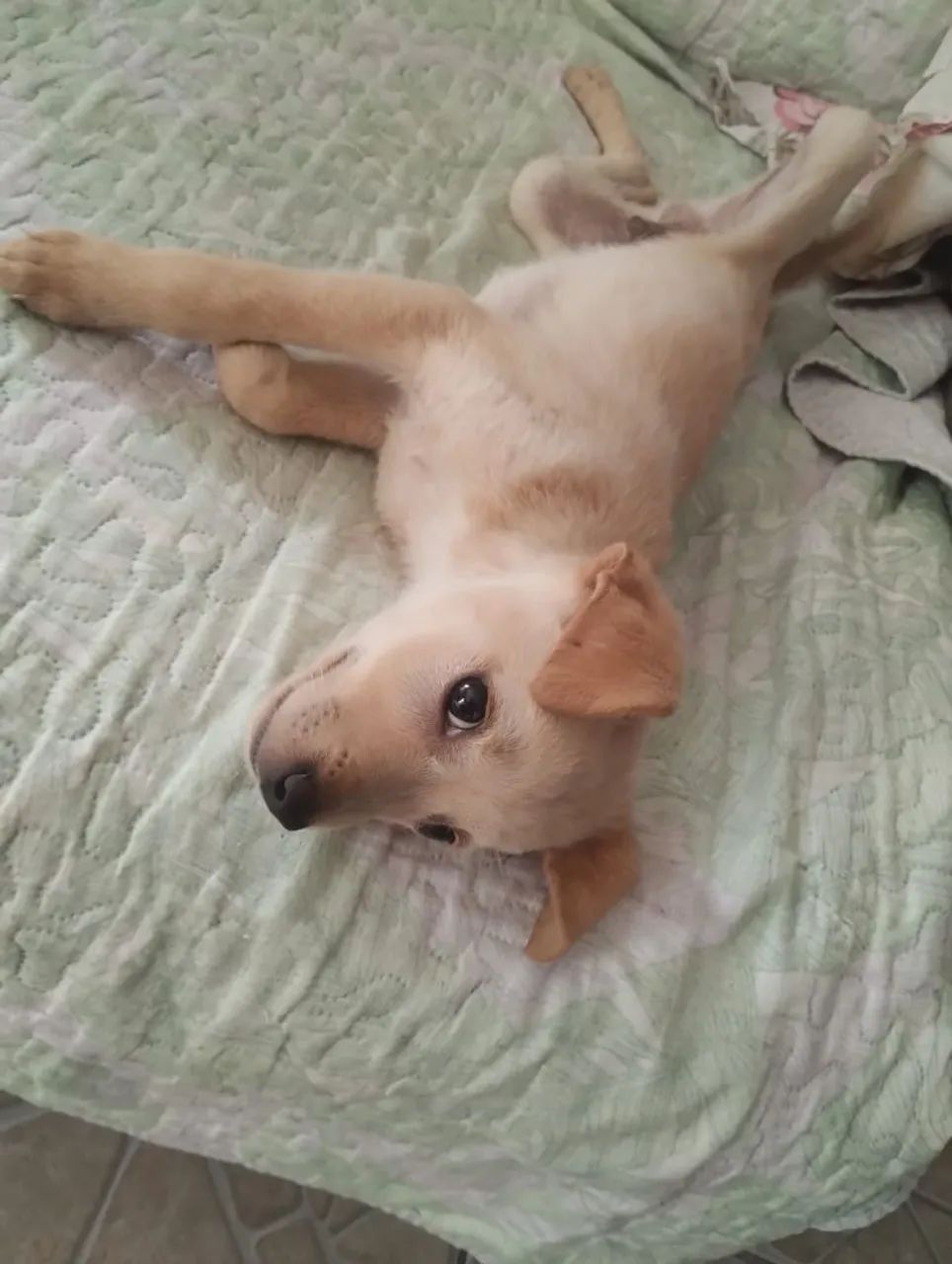 Adoção responsável  - Foto 2