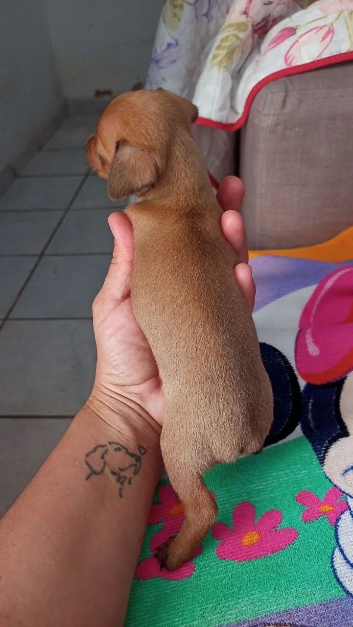 Pinscher macho número 1 - Foto 2