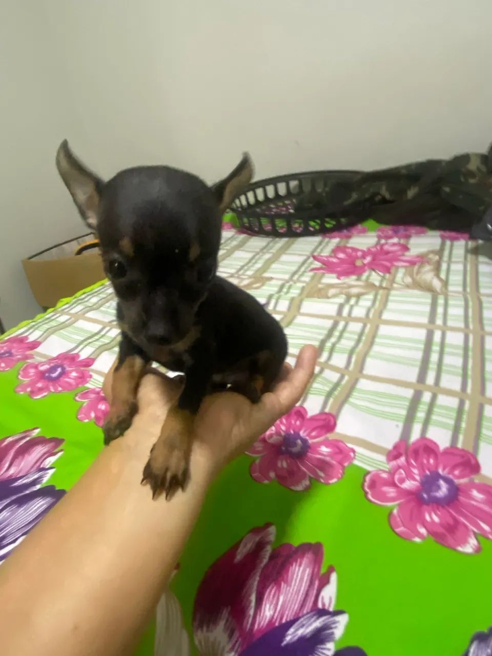 Pinscher zerinhos - Foto 3