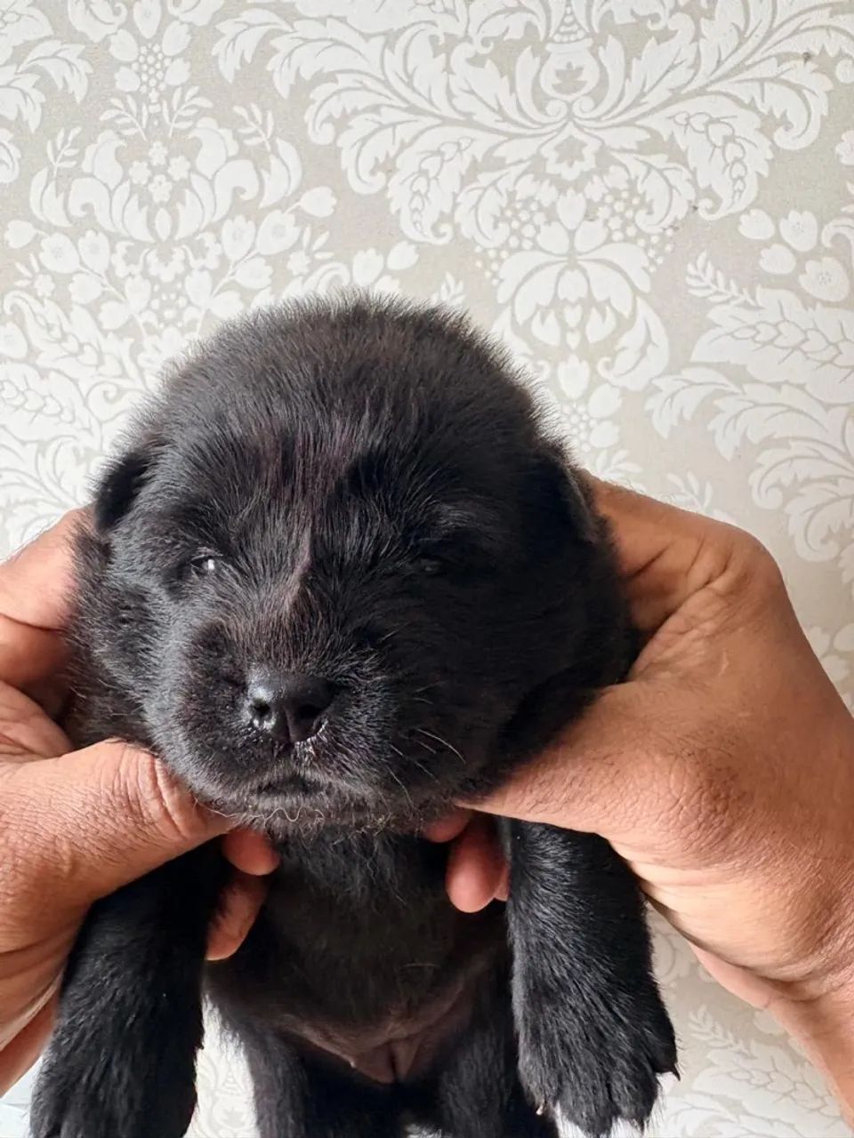 FILHOTES DE CHOW CHOW - Foto 3