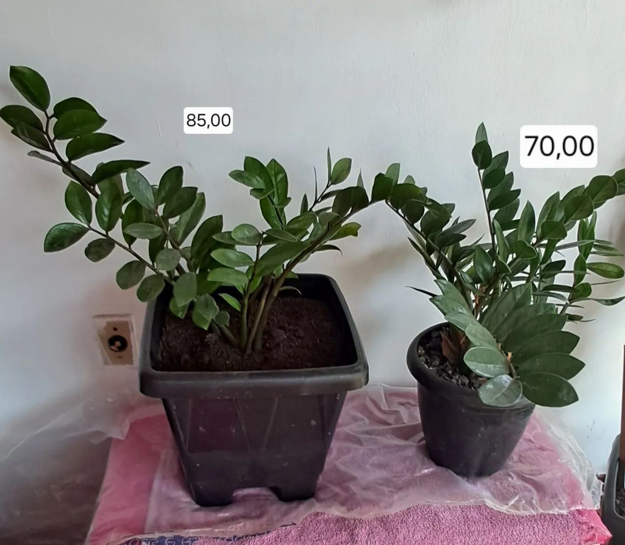 Planta Zamioculca  - Foto 4