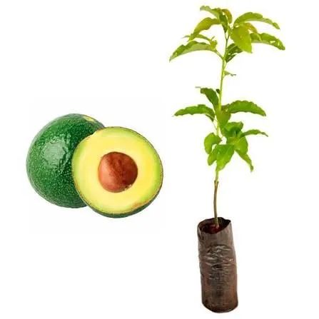 Muda de pé de abacate