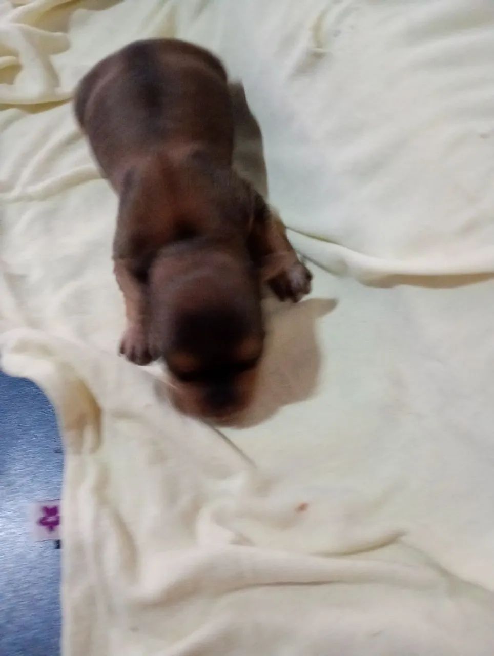Cachorro pinscher n1 700,00