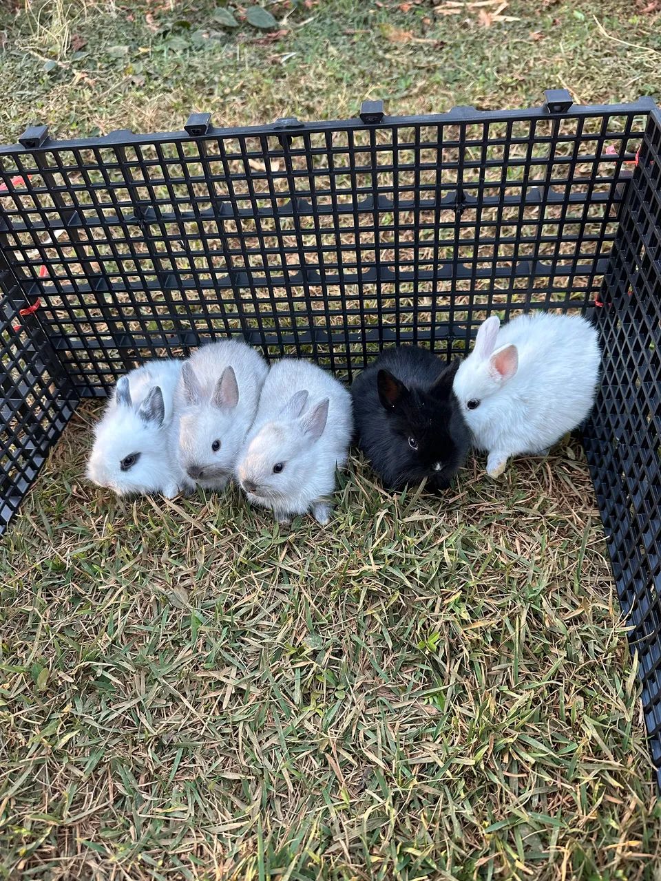 Mini Coelhos disponíveis  - Foto 2