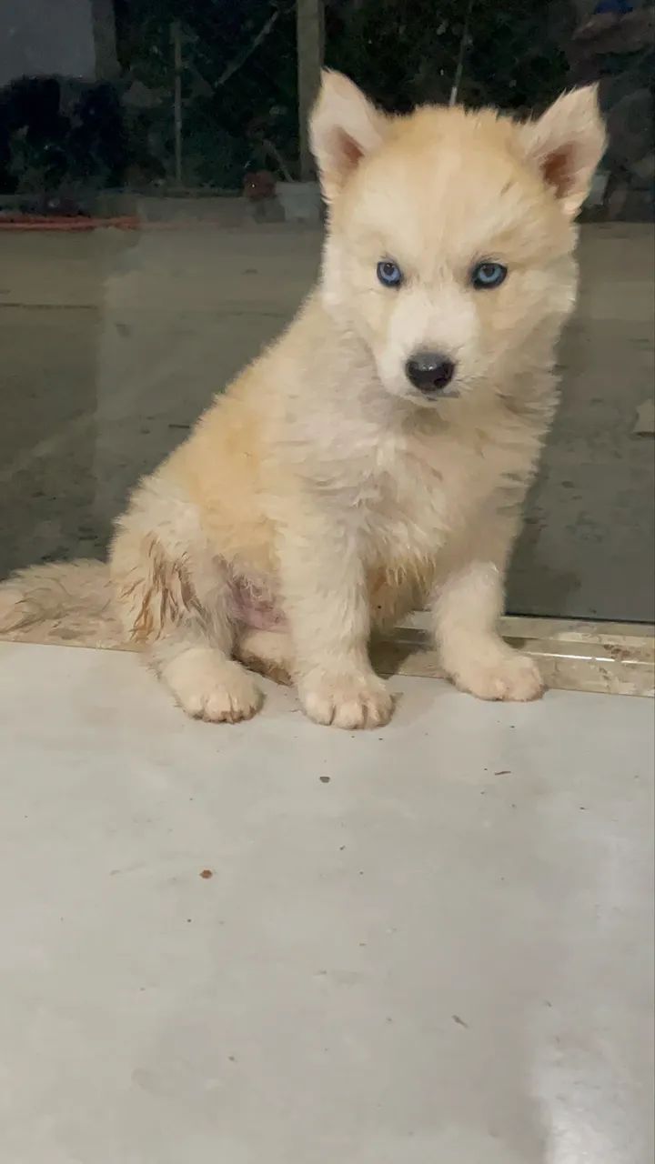 Husky siberiano