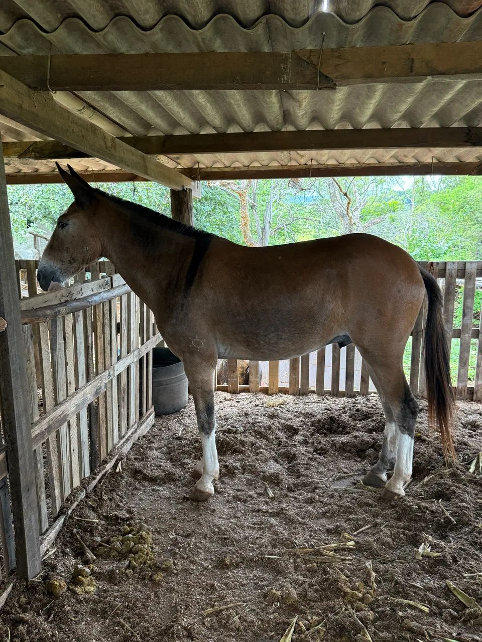 Burro de patrão  - Foto 6