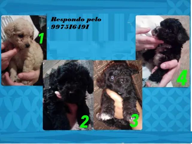 poodle x maltes lindos 