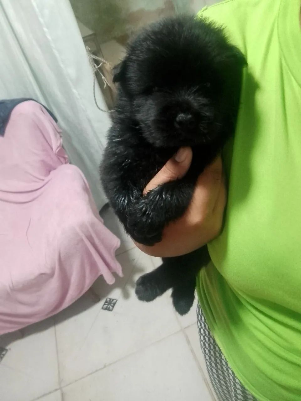 Chow Chow//  - Foto 2