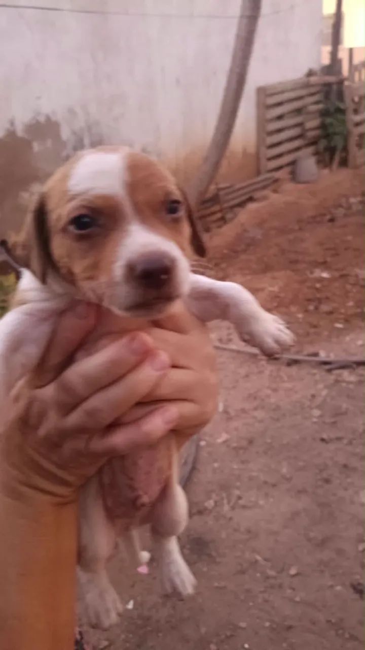 Cachorrinhos para adoção responsável  - Foto 5