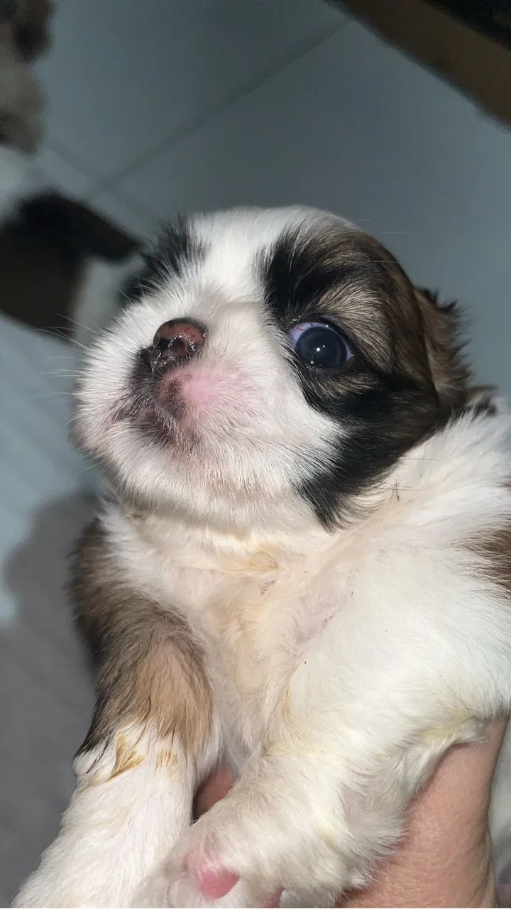 Shih tzu - Foto 2