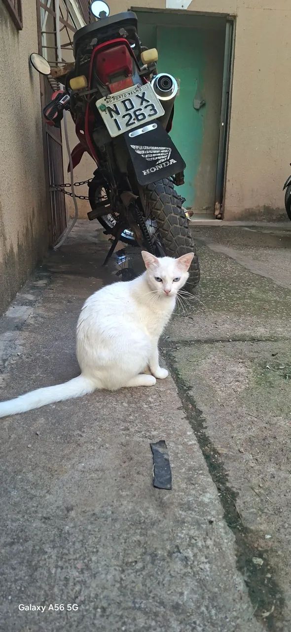 GATINHA  - Foto 4