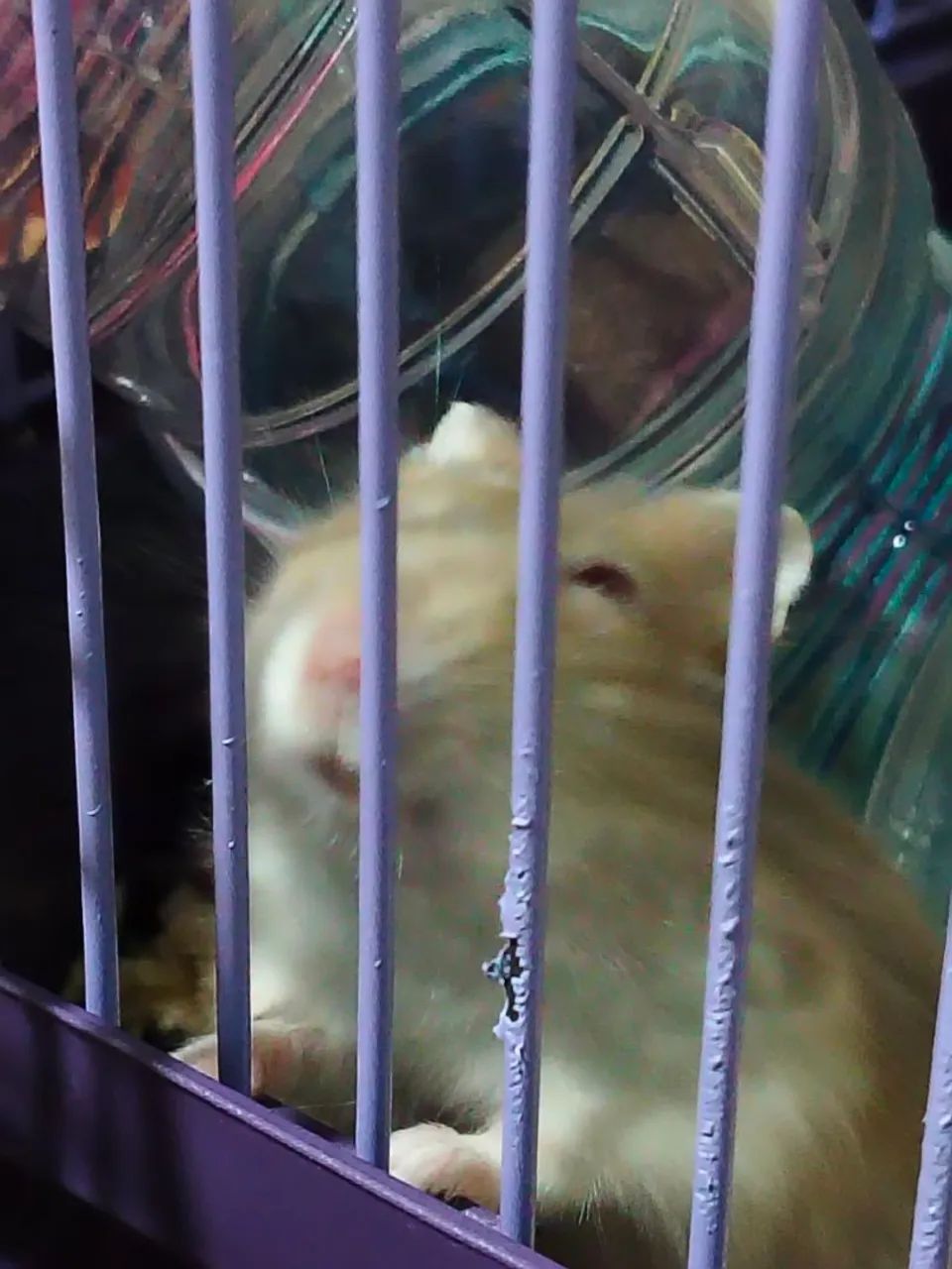 Hamster  - Foto 4