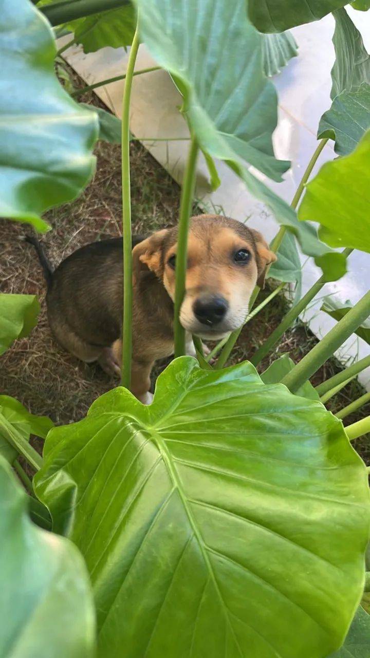 Adoção de cadela filhote - Foto 5