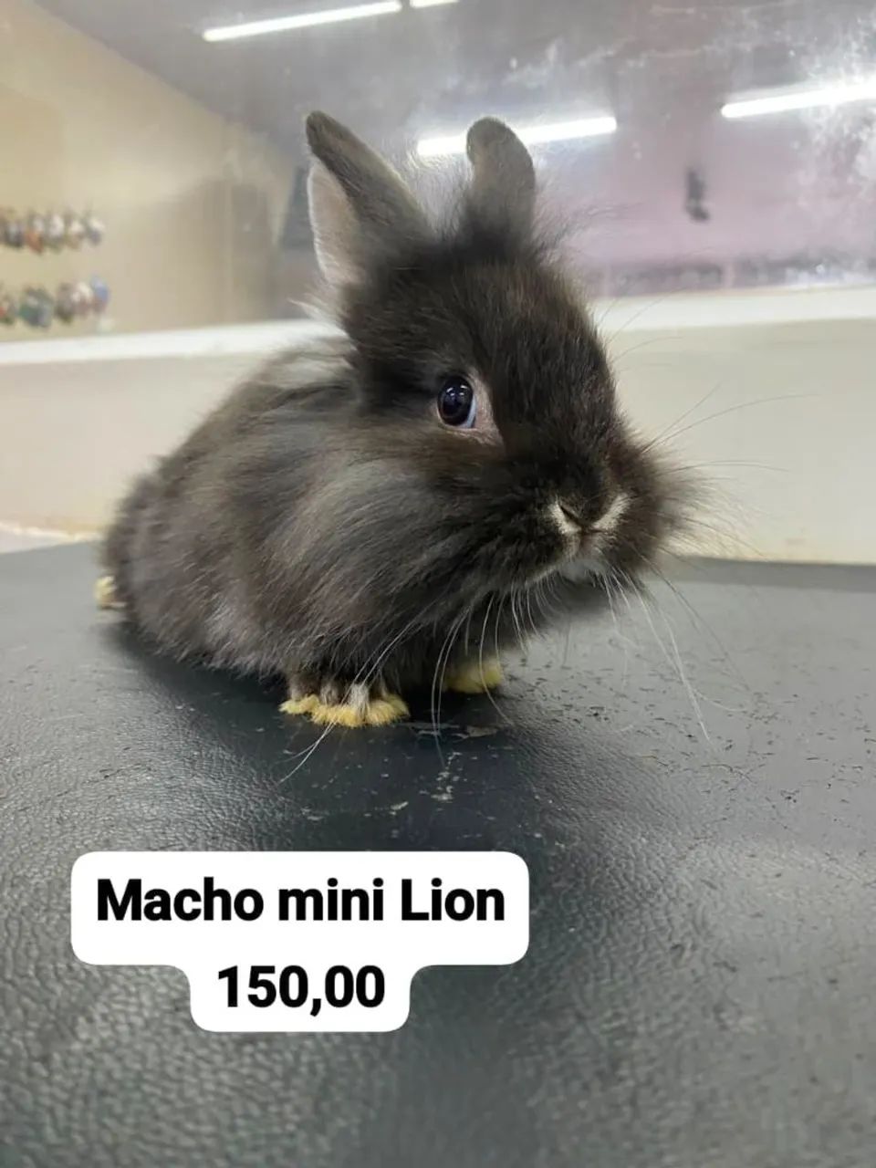 Mini coelhos  - Foto 2