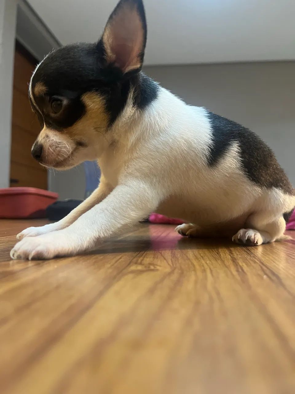 CHIHUAHUA - MACHO E FÊMEA ? - Foto 3