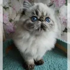Gato Persa Rajado