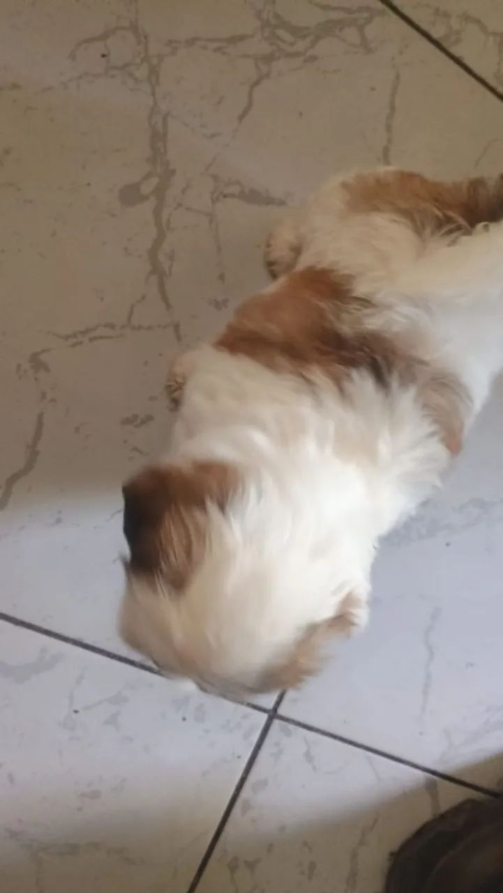 Shih Tzu  - Foto 3