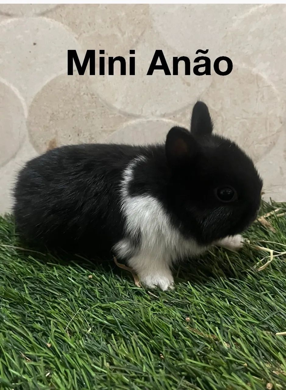 Mini coelhos