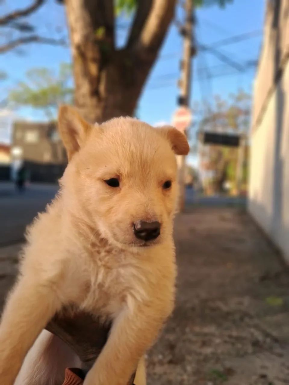 Doa-se filhote de cachorro macho  - Foto 2