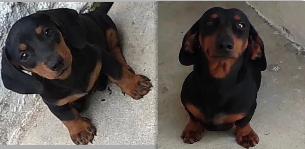Dachshund zap *76