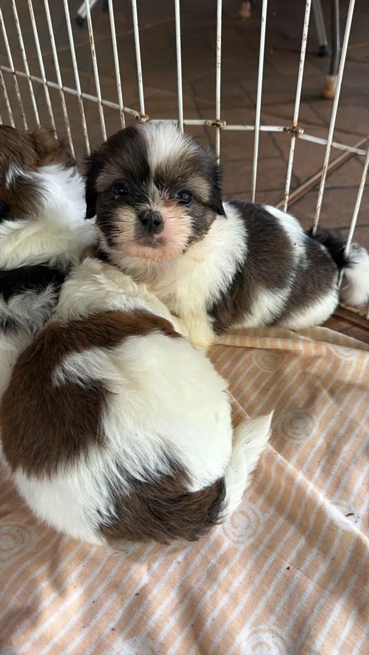 Shih tzu  - Foto 2