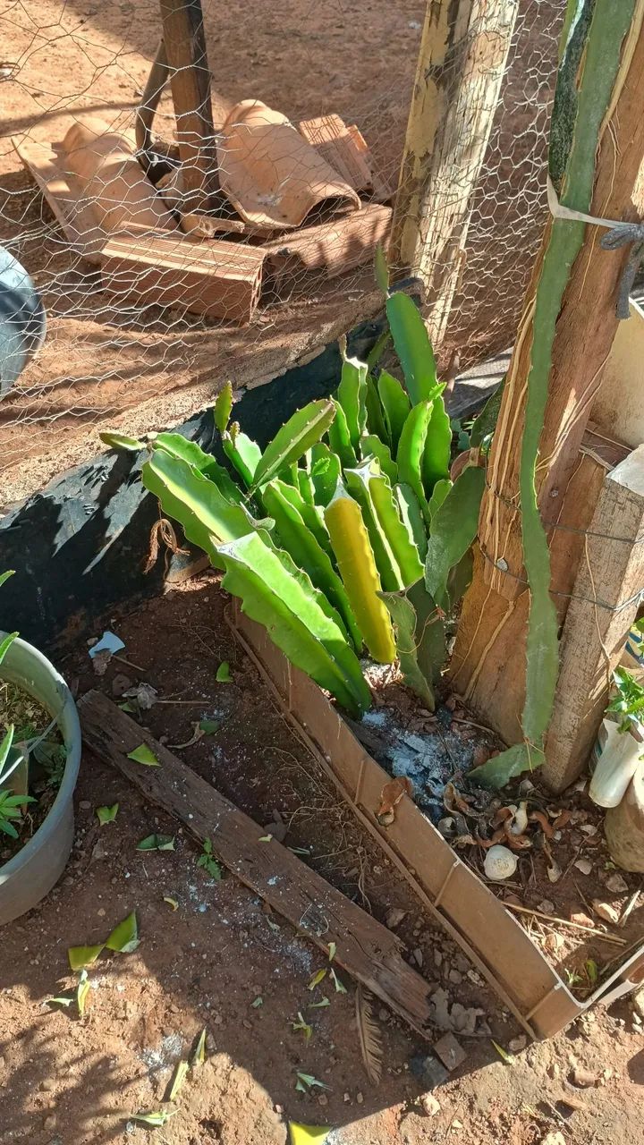 Pitaya autopolinável  - Foto 3