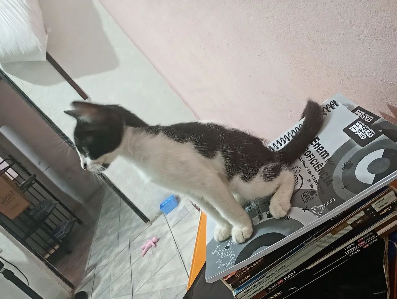 Gatinhas para adoção conjunta  - Foto 5