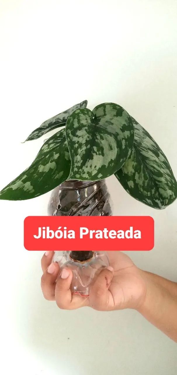 6 PLANTAS POR 40,00  - Foto 2