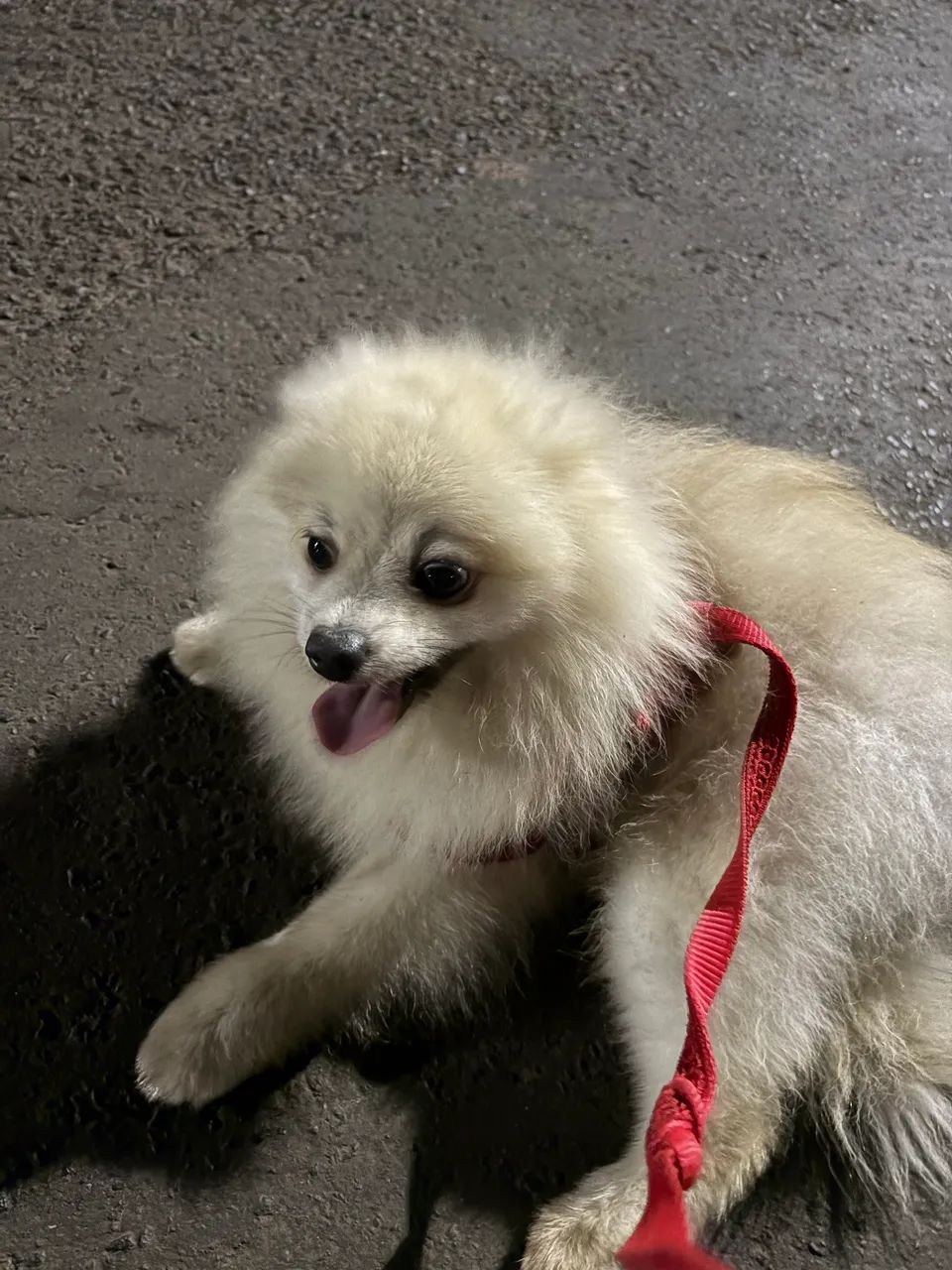 Spitz alemão - Foto 5