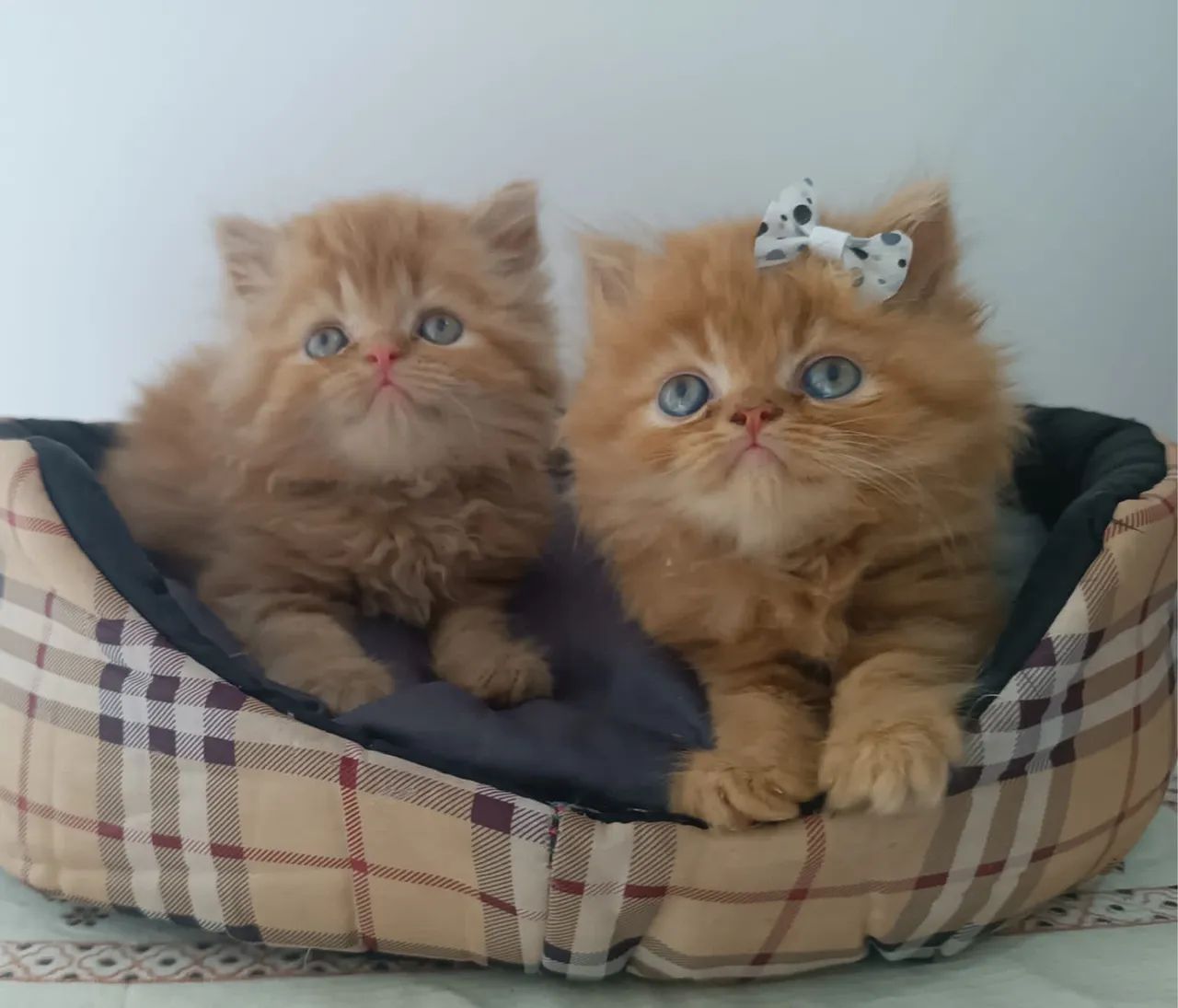 Persa Lindos Gatinhos e Gatinhas 