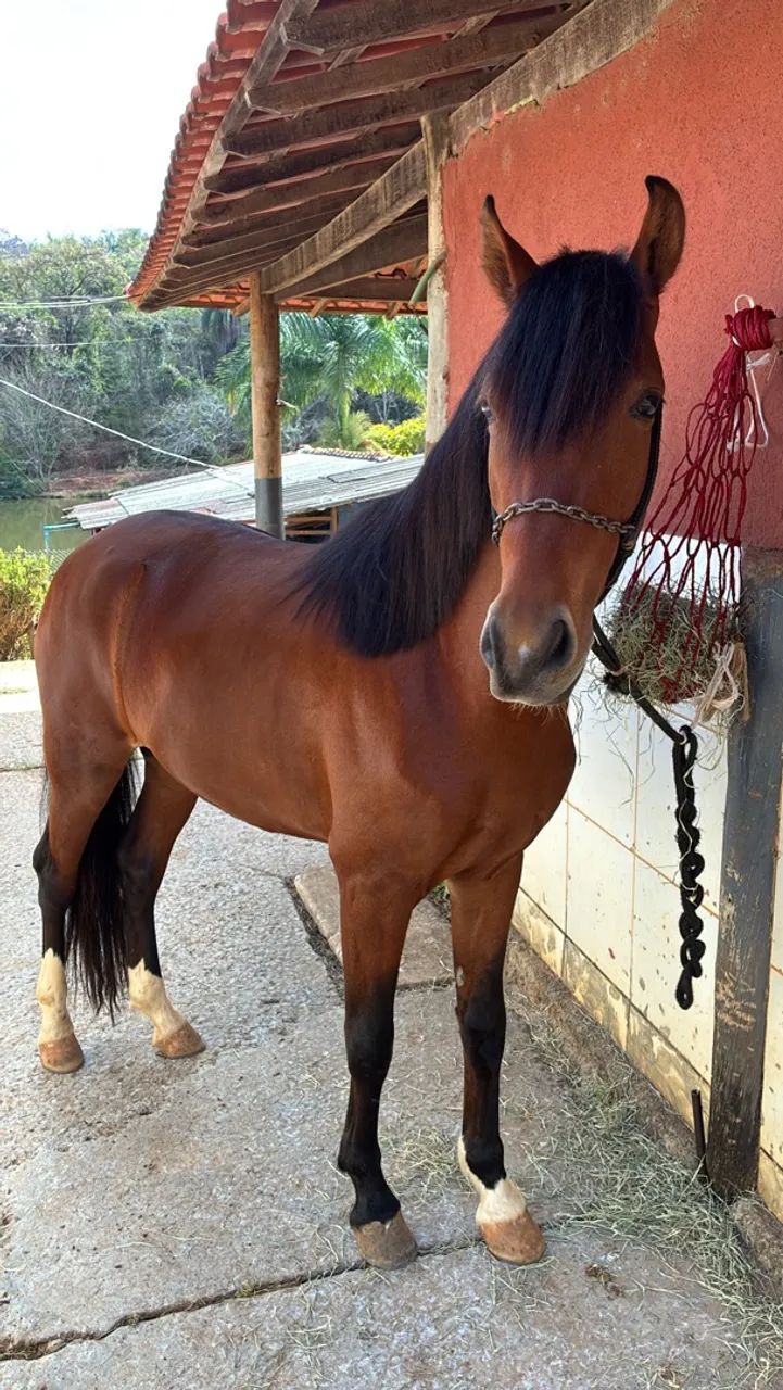 Potro marcha batida 