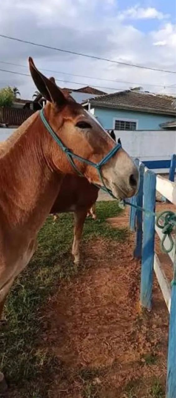 BURRA MULA DE CARROÇA - Foto 2