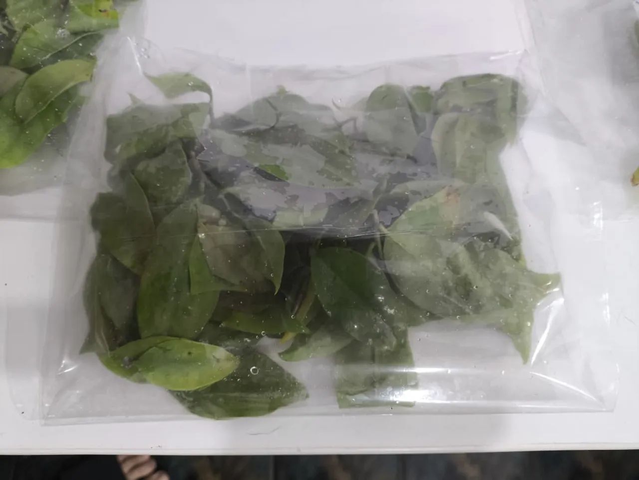 Ora-pro-nobis (maço)