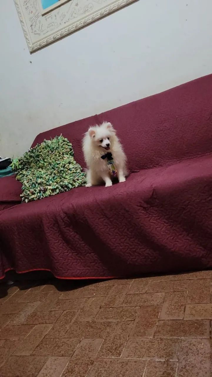 Spitz Alemão Anão Macho Com 7 Meses. 