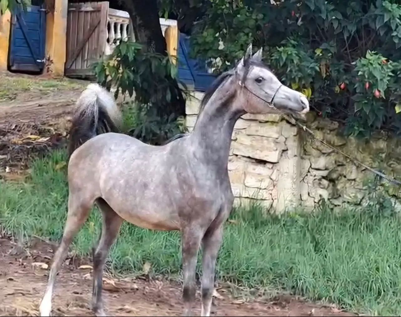 Potro Árabe 