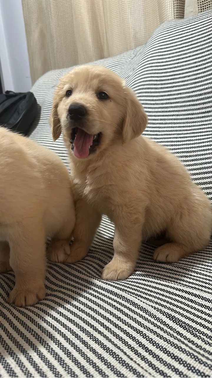 Golden retriever - Foto 5