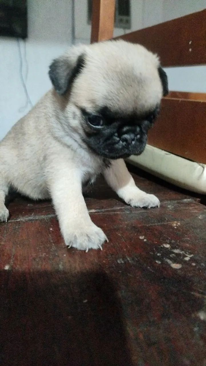Pug macho  - Foto 4