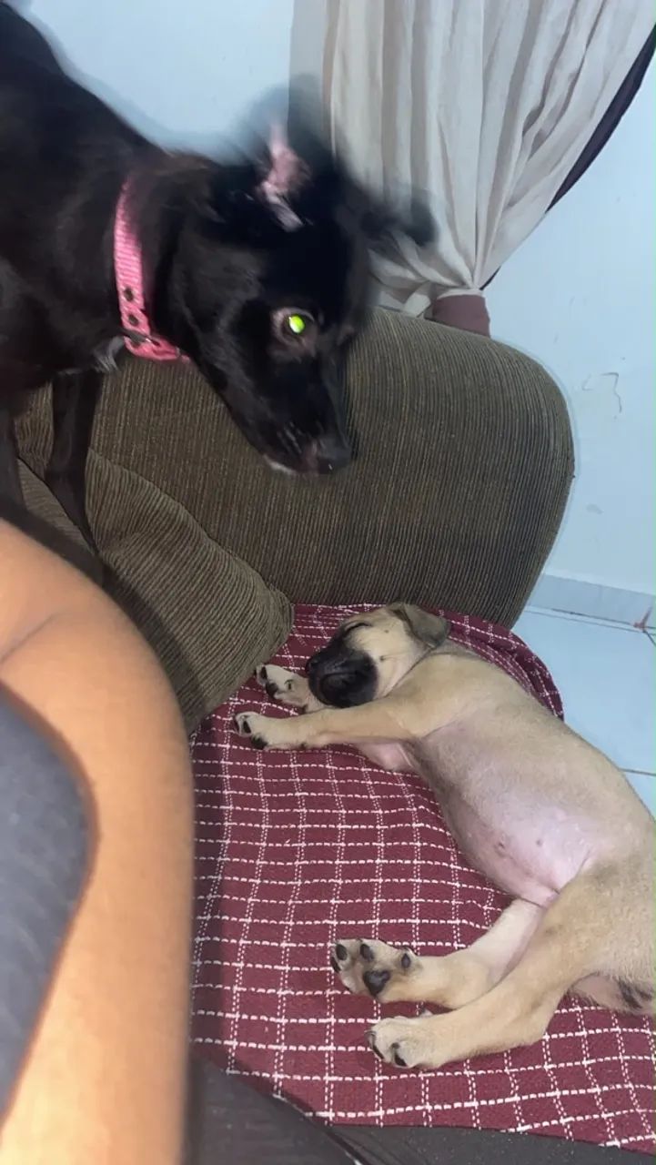 Doa-se cachorra de 2 meses. - Foto 2
