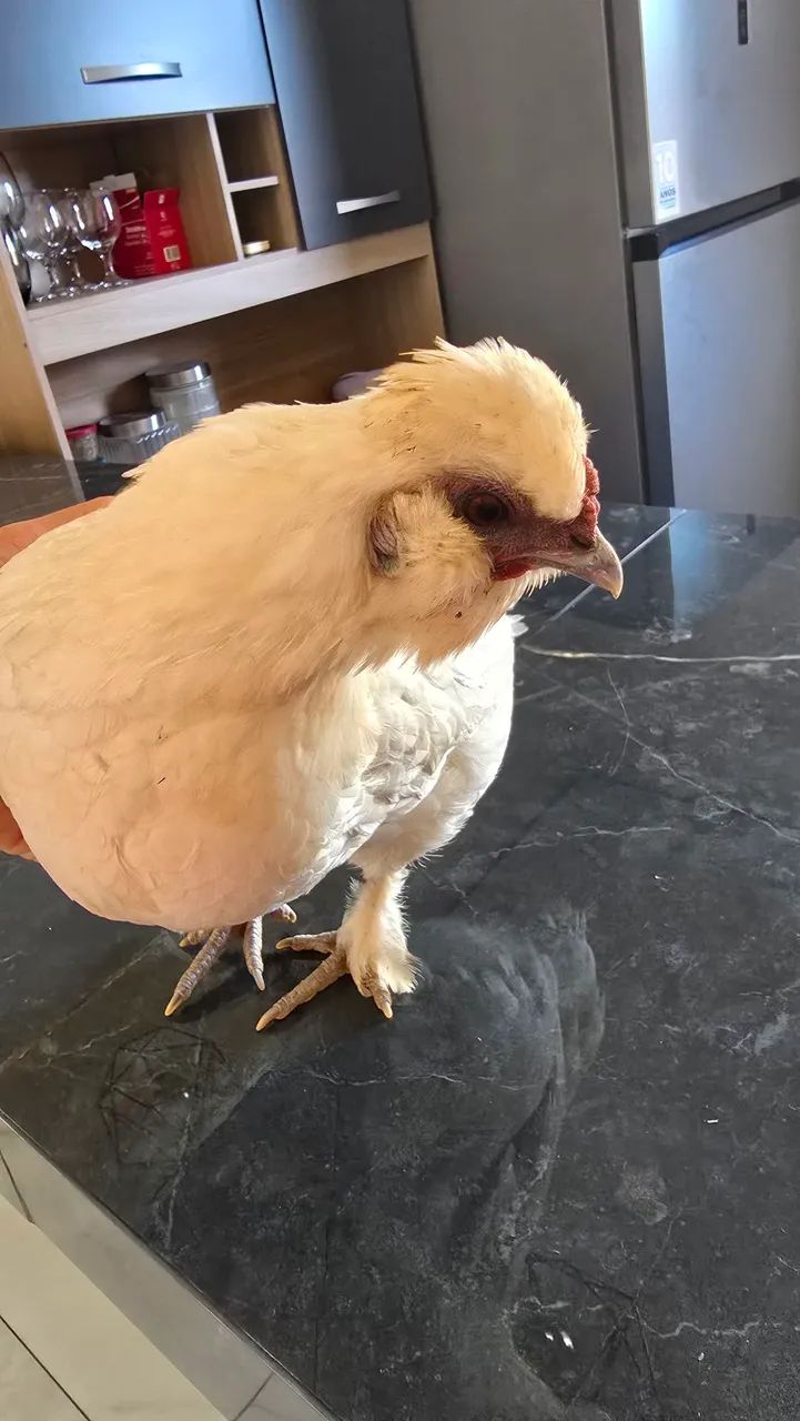 Mini Galinha 