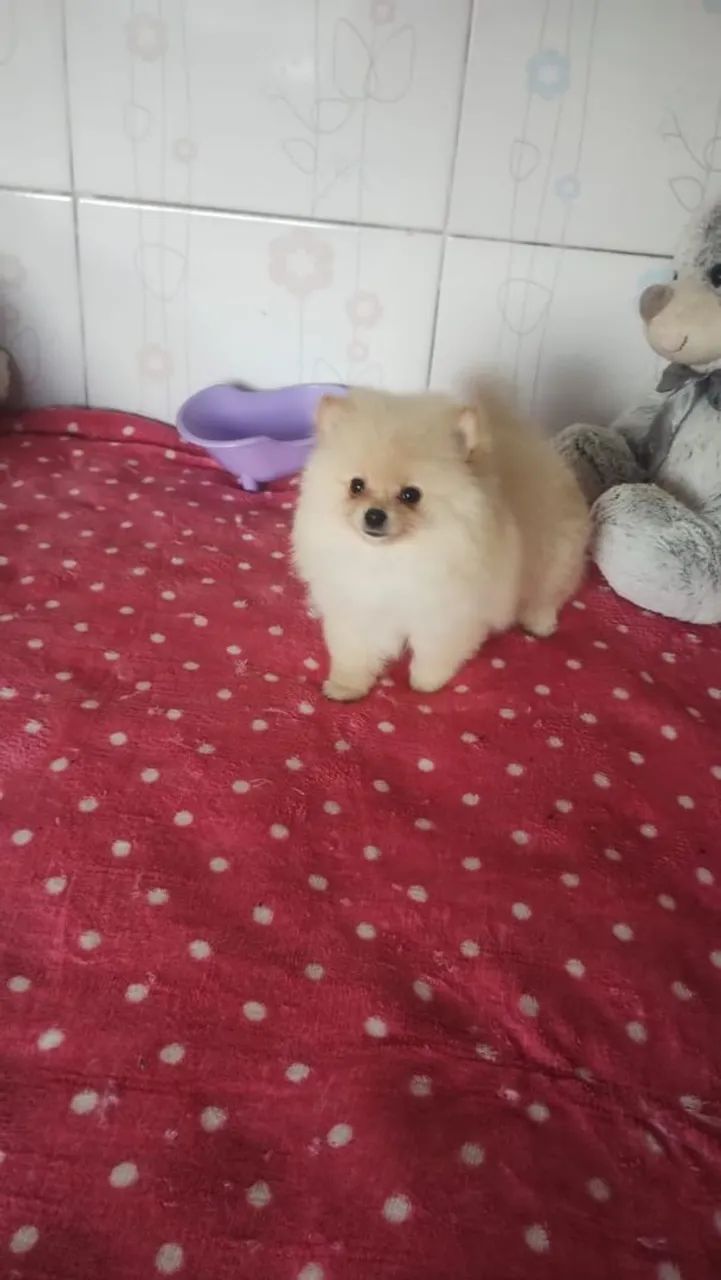 Spitz alemão anão  - Foto 4