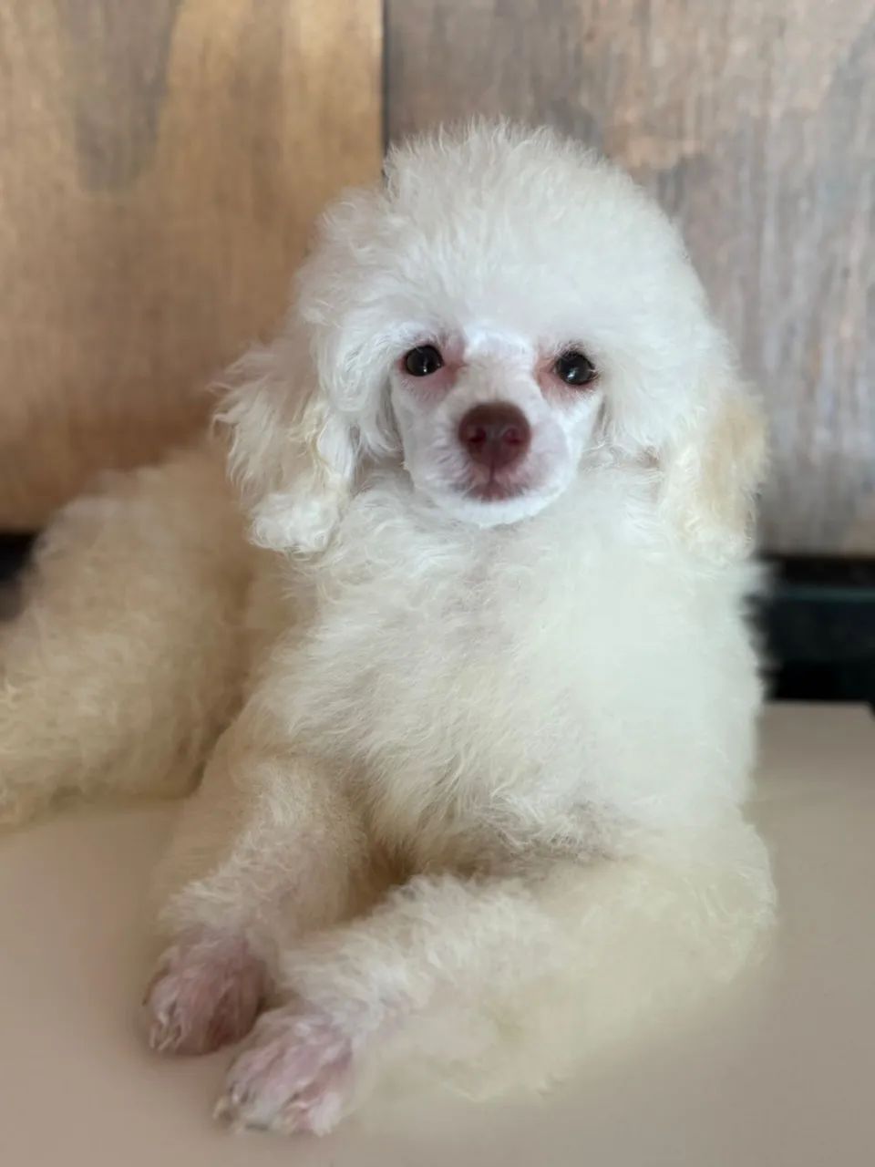 poodle  - Foto 2
