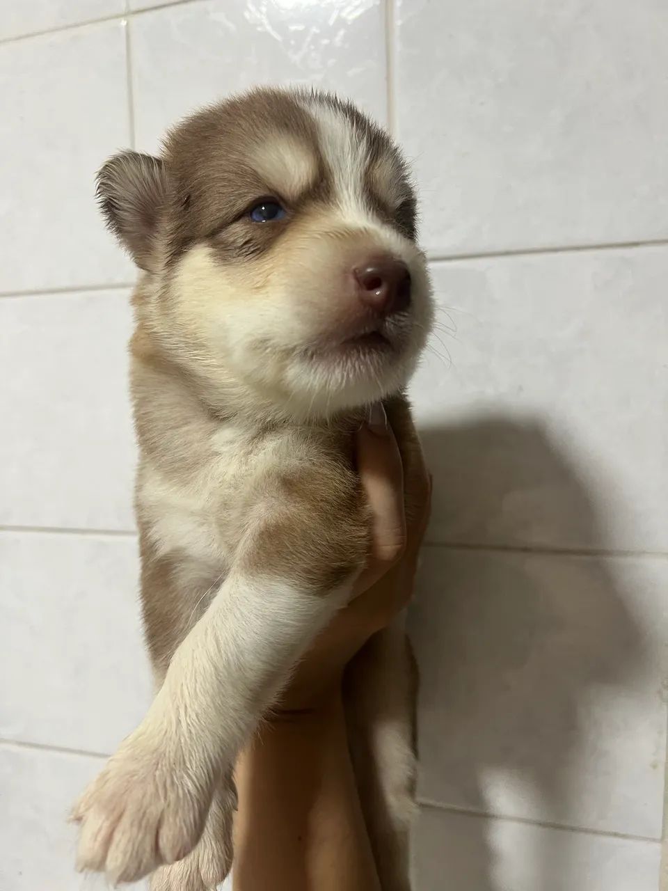 Husky siberiano filhotes - Foto 5