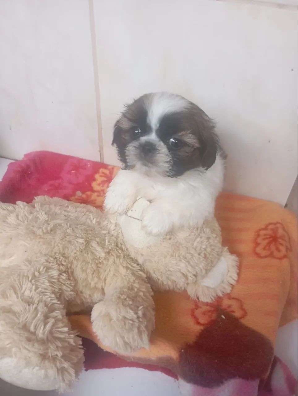 Shuhtzo macho