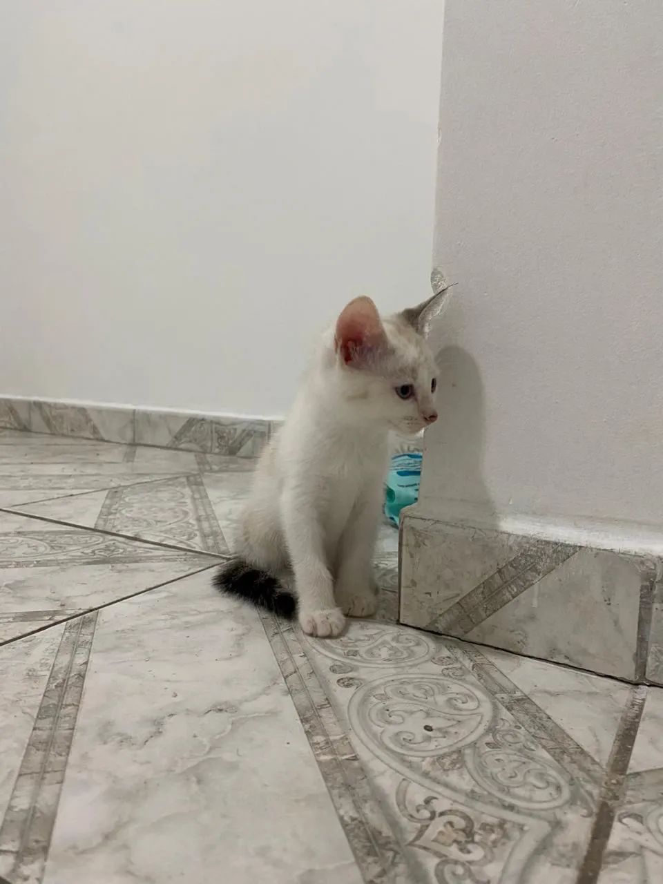 Doação de gatos  - Foto 2