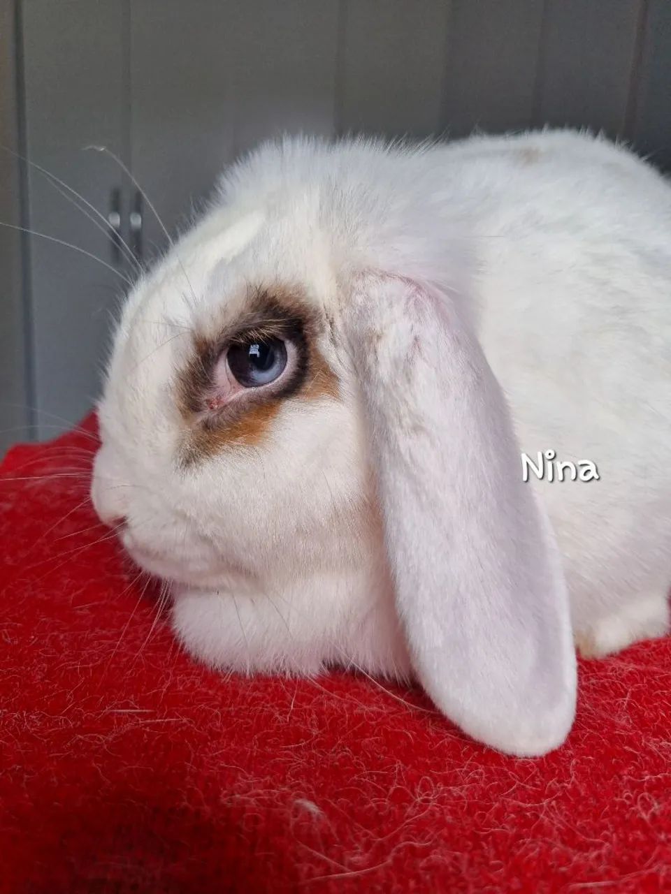 Matriz Mini Lop LEIA